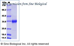 Sino Biological 40543-V02H3 image 1