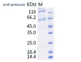 Sino Biological 40589-V08B10 image 1