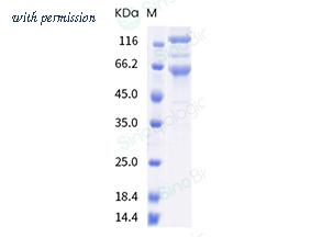 Sino Biological 40589-V08B12 image 1