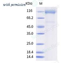 Sino Biological 40591-V08H10-B image 1