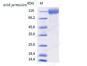 Sino Biological 40591-V08H12-B image 1