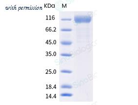 Sino Biological 40591-V08H14 image 1