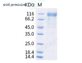 Sino Biological 40591-V08H19 image 1