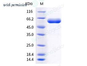Sino Biological 40592-V02H2 image 1