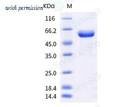 Sino Biological 40592-V02H5 image 1