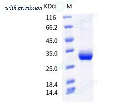 Sino Biological 40592-V08H93 image 1