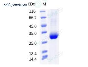 Sino Biological 40592-V08H96 image 1