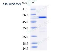 Sino Biological 40610-A20E image 1