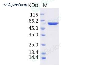 Sino Biological 40774-V08B image 1