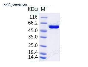 Sino Biological 40776-V08B image 1