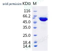 Sino Biological 40777-V08B image 1