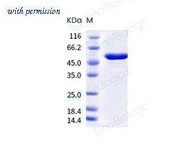 Sino Biological 40778-V08B image 1