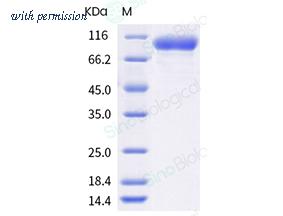 Sino Biological 40789-V08H1 image 1
