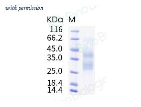 Sino Biological 5A7667-A08C image 1