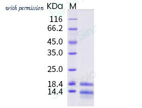 Sino Biological 69027-A08Y image 1