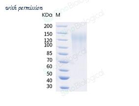Sino Biological 90969-C49H-B image 1