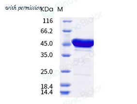 Sino Biological HPLC-40588-V07E image 1