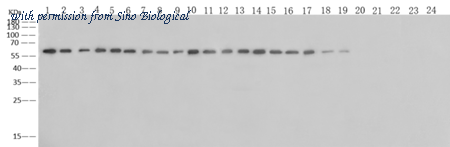 Sino Biological 40208-MM03 image 1