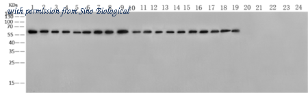 Sino Biological 40208-R010 image 1