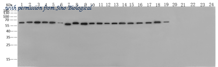 Sino Biological 40208-R061 image 1