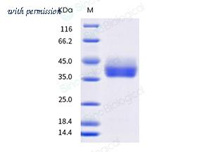 Sino Biological 10084-H49H-B image 1