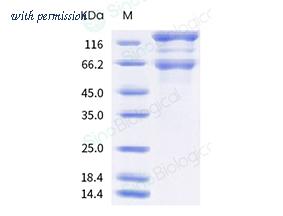 Sino Biological 40589-V08B14 image 1