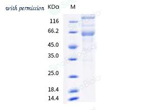 Sino Biological 40589-V08B16 image 1