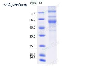 Sino Biological 40589-V08B17 image 1