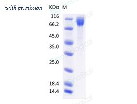 Sino Biological 40591-V08H23 image 1