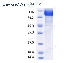 Sino Biological 40591-V08H24 image 1