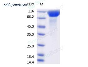 Sino Biological 40591-V49H6-B image 1