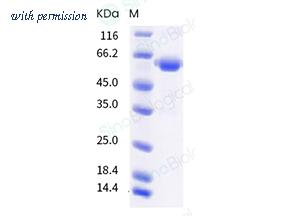 Sino Biological 40592-V02H3 image 1