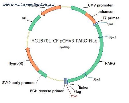 Sino Biological HG18701-CF image 1