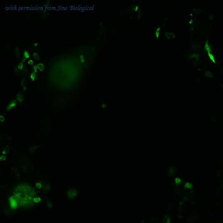 Sino Biological VG40039-CF image 1