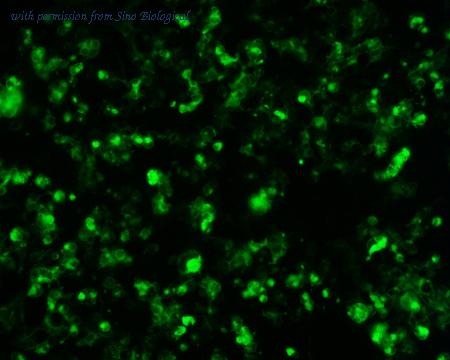 Sino Biological VG40103-ACG image 1
