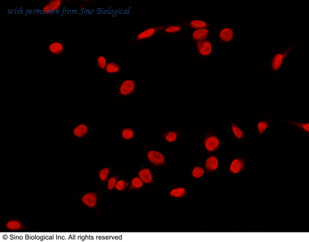 Sino Biological 100918-T10 image 1