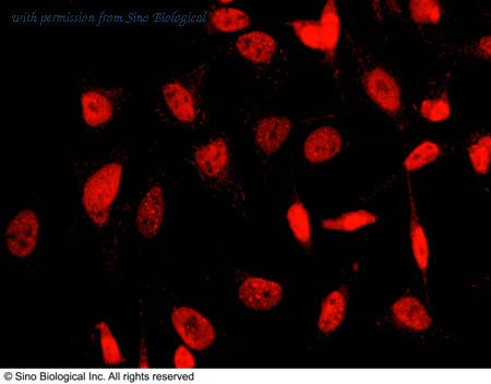 Sino Biological 101083-T38 image 1