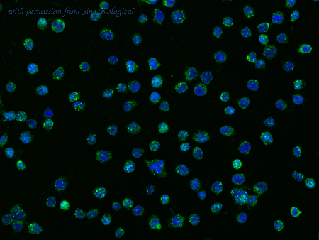 Sino Biological 102161-T02 image 1