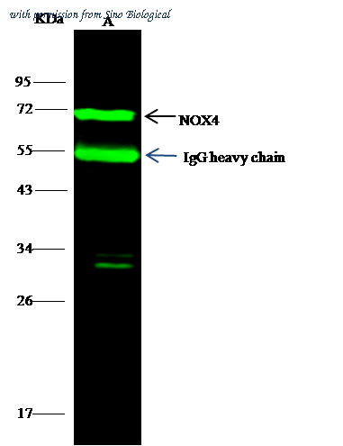 Sino Biological 102385-T04 image 1