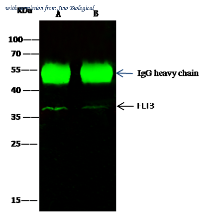Sino Biological 10445-RP02 image 1