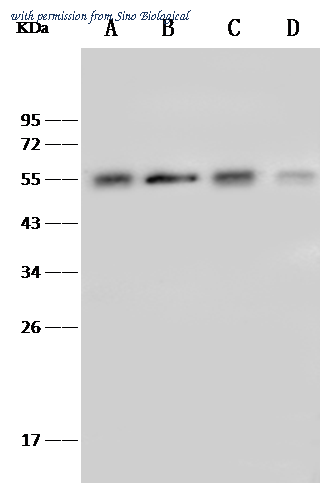 Sino Biological 105603-T34 image 1