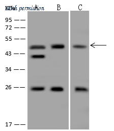 Sino Biological 108575-T32 image 1