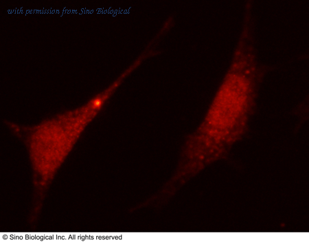Sino Biological 11650-T50 image 1