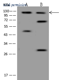 Sino Biological 200251-T34 image 1