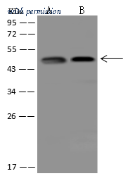 Sino Biological 206666-T38 image 1