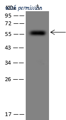 Sino Biological 207304-T34 image 1