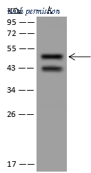 Sino Biological 207529-T32 image 1