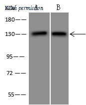 Sino Biological 207564-T32 image 1