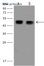 Sino Biological 207567-T40 image 1