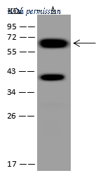Sino Biological 207580-T38 image 1